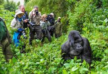 Things To Know Before Going on a Gorilla Trek in Rwanda Rwanda Gorilla Trekking