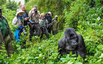 Things To Know Before Going on a Gorilla Trek in Rwanda Rwanda Gorilla Trekking