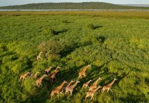 Bring Your Fun Back to Your Rwanda Safaris! Akagera Wildlife