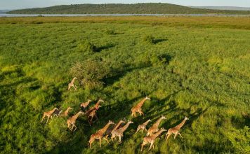 Bring Your Fun Back to Your Rwanda Safaris! Akagera Wildlife