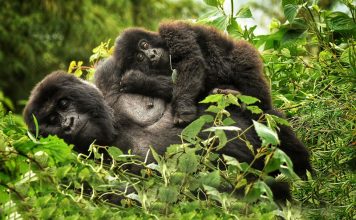 Planning a Gorilla Trek in Rwanda Rwanda Gorilla
