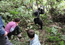10 Best Things to Do in Rwanda Gorilla Trekking