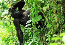 Basic Safety Tips for Rwanda Safari Goers