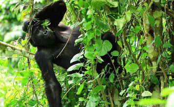 Basic Safety Tips for Rwanda Safari Goers