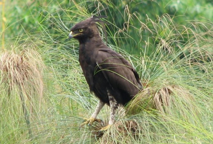 Akanyaru Wetlands