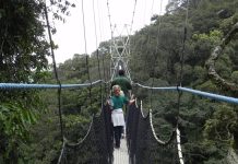 10 Things to Do in Rwanda Beside Gorilla Trekking Nyungwe Canopy Walk