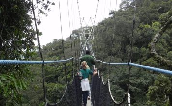 10 Things to Do in Rwanda Beside Gorilla Trekking Nyungwe Canopy Walk