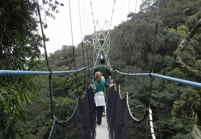 Nyungwe Canopy Walk