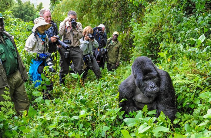 Gorilla Trekking in Rwanda