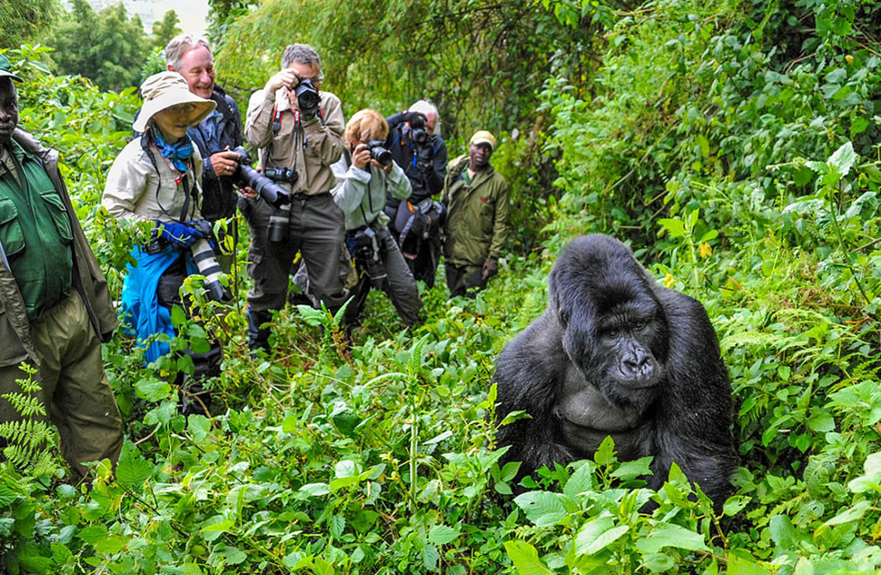 rwanda gorilla trekking tours