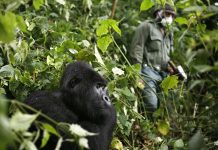 Benefits of Rwanda Gorilla Tourism Gorilla Tourism
