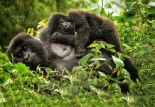 Tips on planning an ideal Gorilla Safari in Rwanda Rwanda Gorilla
