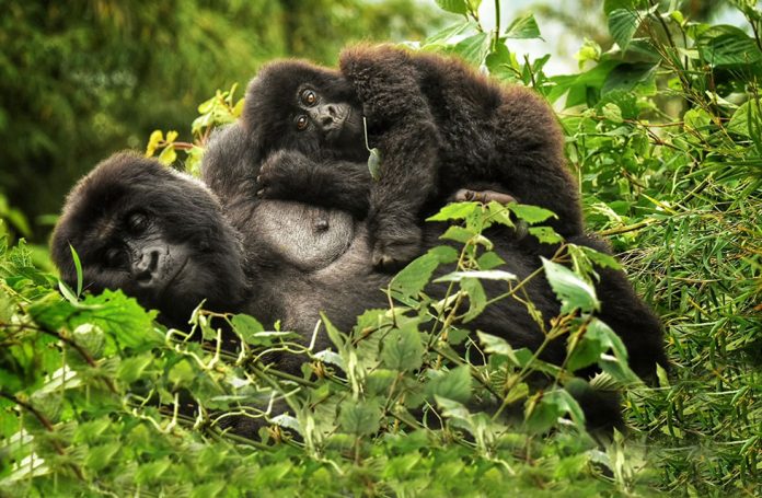 Rwanda Gorilla