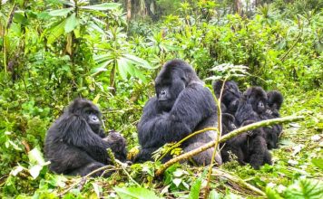 How to Organize a Gorilla trek in Rwanda Rwanda Mountain Gorillas