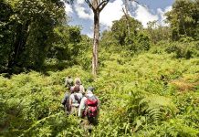 Summit Kilimanjaro and Meet Rwanda’s Gorillas Rwanda Trek