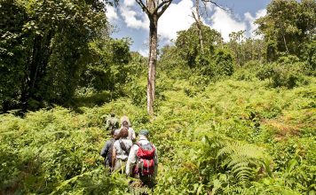 Summit Kilimanjaro and Meet Rwanda’s Gorillas Rwanda Trek